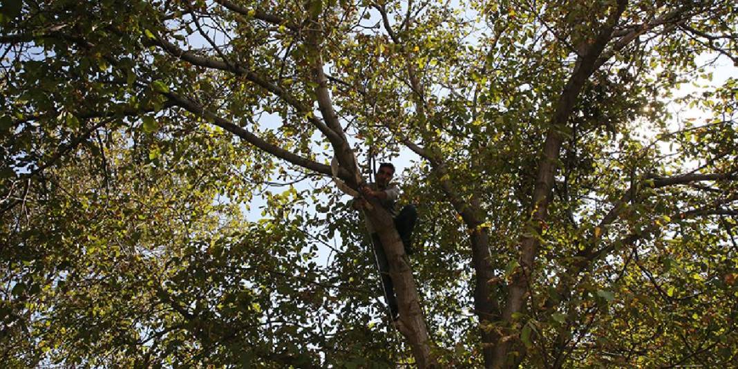 Süphan Dağı eteklerinden dünyaya uzanıyor! Bereketli hasat yok satıyor: Arap ülkeleri kimseye bırakmıyor 2